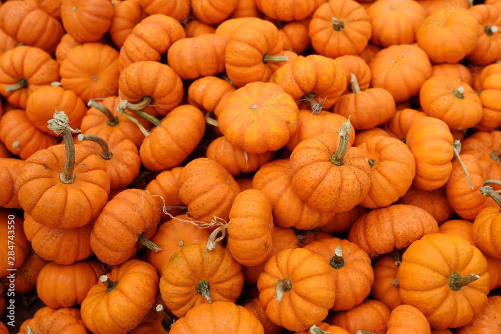 Fresh healthy bio pumpkins on farmer agricultural market at autumn. Fresh healthy bio pumpkins on farmer agricultural market at autumn.