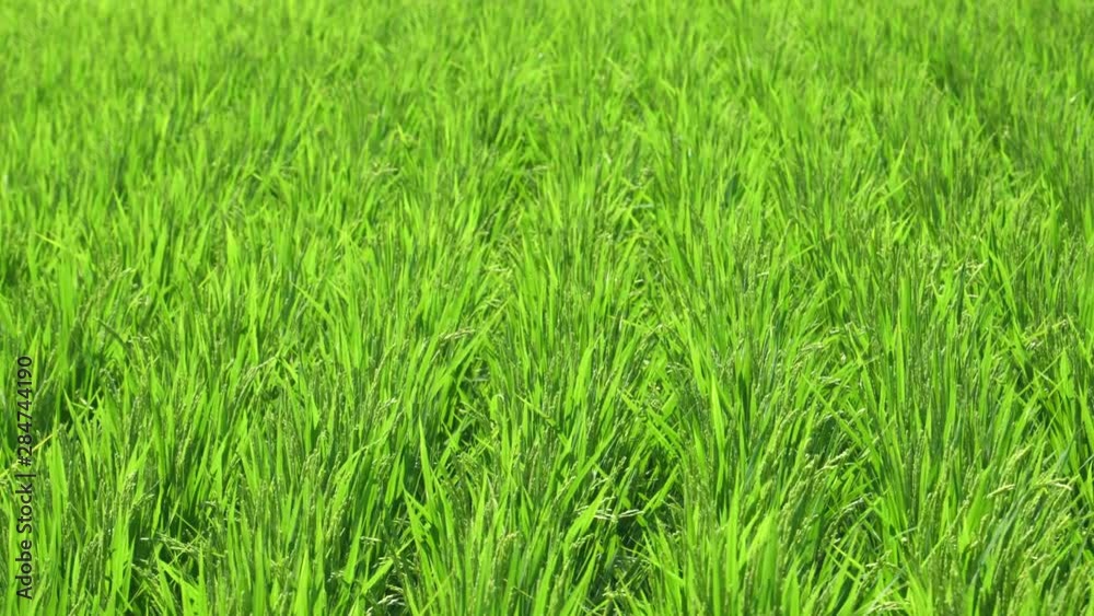風に揺れる瑞々しい水田の稲 風に揺れる瑞々しい水田の稲