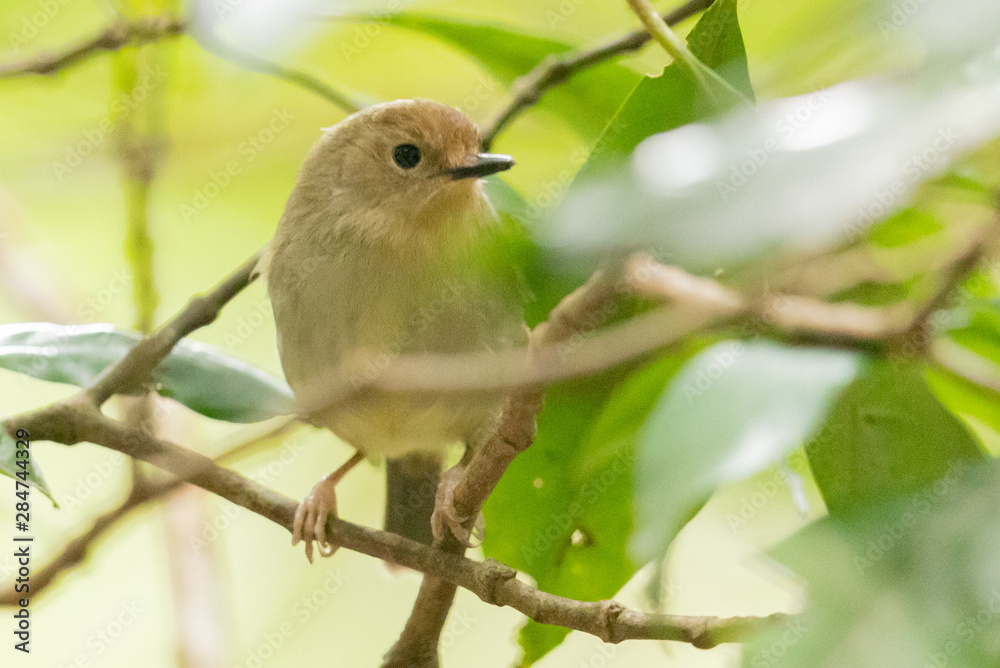Large Billed Scrubwren in Australia Large Billed Scrubwren in Australia