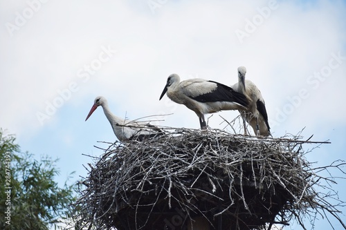 The white stork (Ciconia ciconia) is a large bird in the stork family Ciconiidae. Three white storks on the nest.