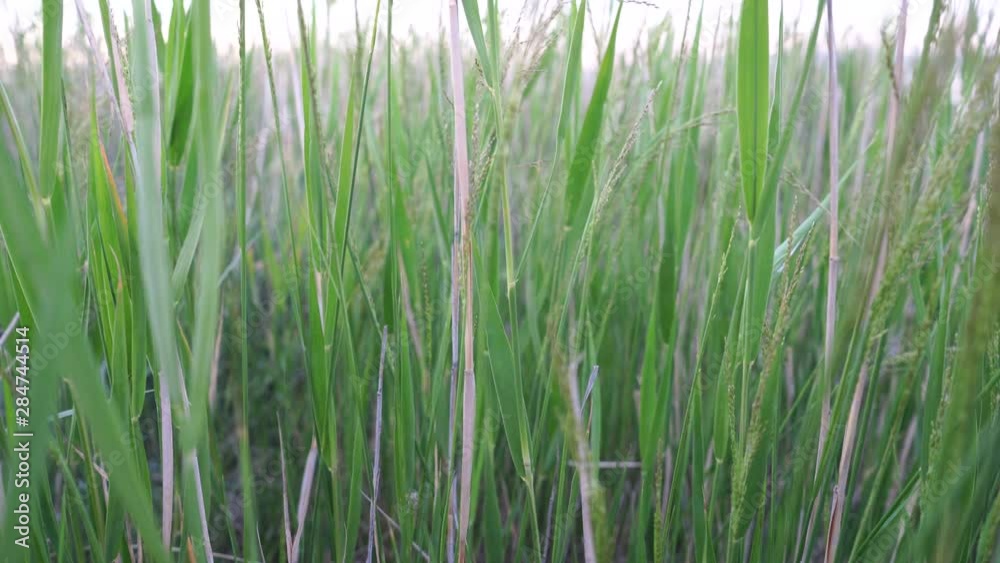 Grass swaying in the wind in the field Grass swaying in the wind in the field
