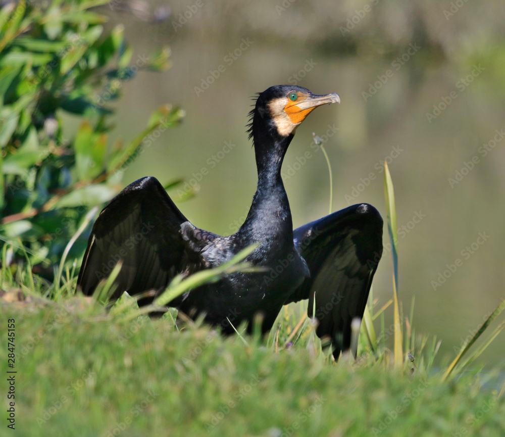 Obraz premium Black Shag Great Cormorant in Australasia
