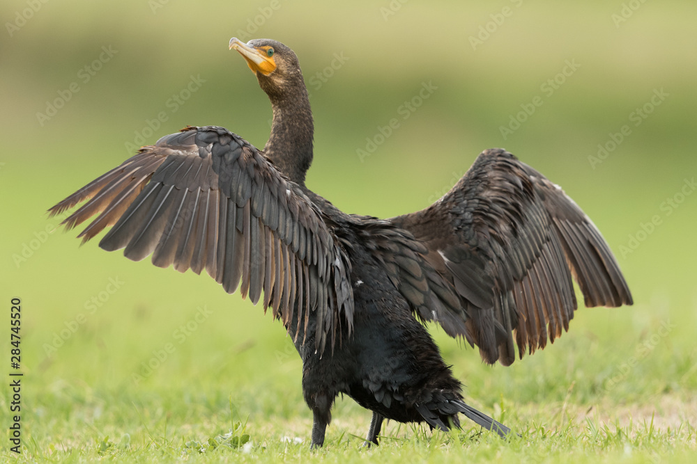 Black Shag Great Cormorant in Australasia Black Shag Great Cormorant in Australasia