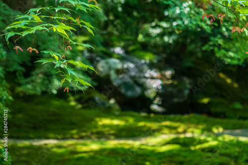 Refreshing summer in Kyoto,Japan