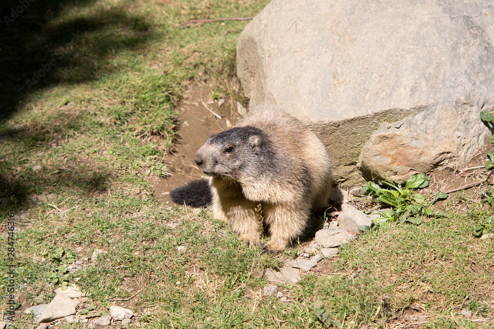Marmotte des Pyrénées devant son terrier marmota marmota Marmotte des Pyrénées devant son terrier marmota marmota