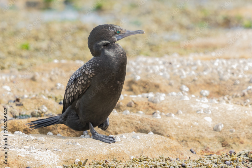 Fototapeta premium Little Black Shag Cormorant in Australasia
