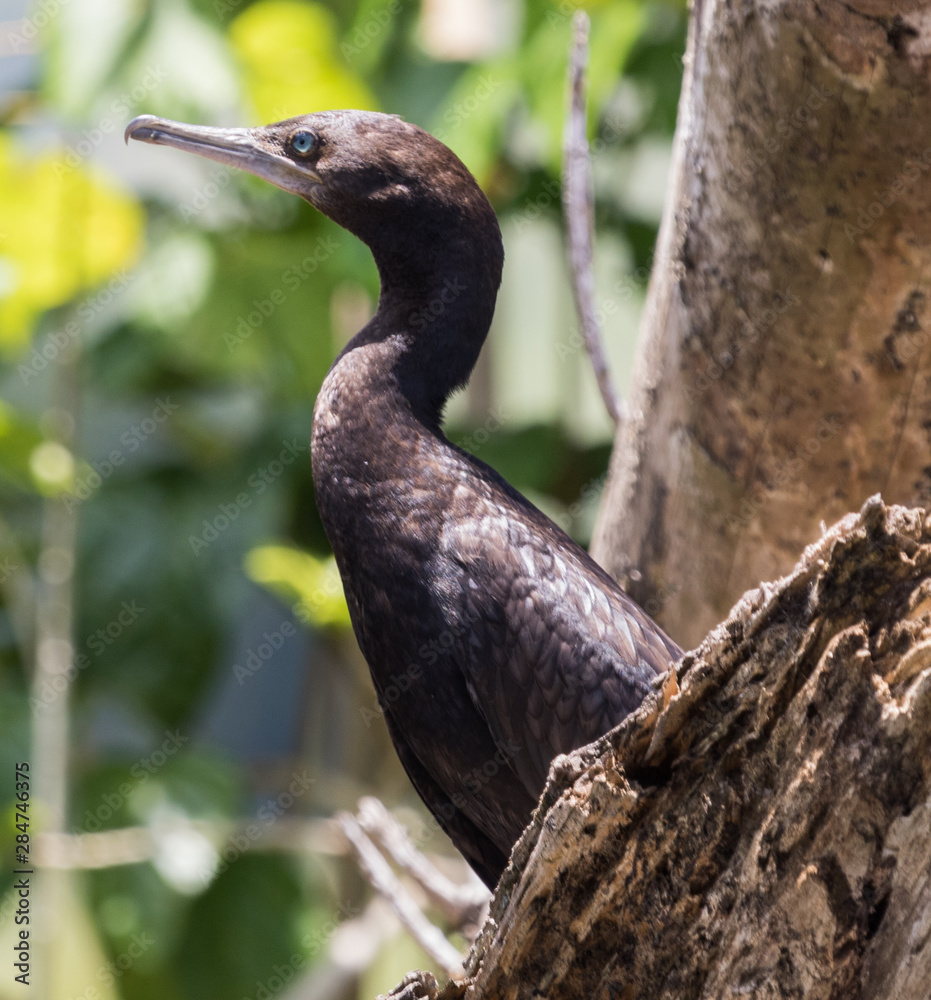 Fototapeta premium Little Black Shag Cormorant in Australasia