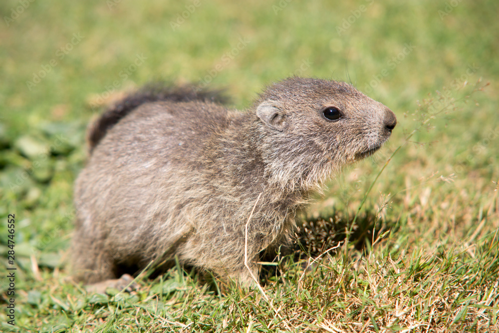 Petite marmotte des Pyrénées marmota marmota Petite marmotte des Pyrénées marmota marmota