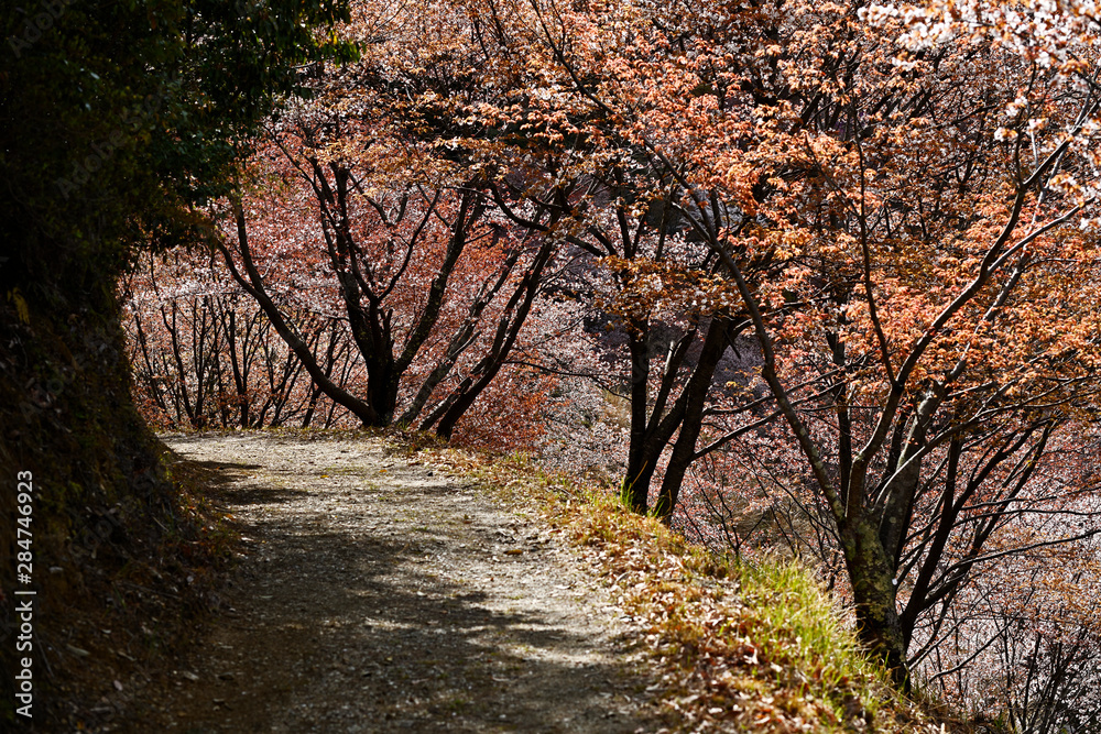 桜咲く吉野山の散歩道