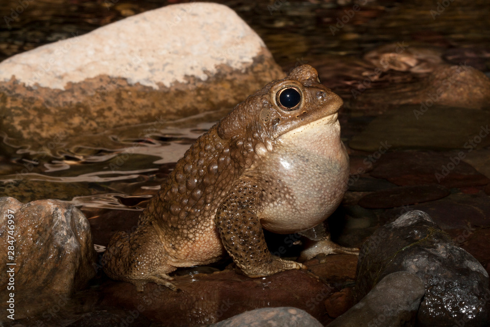 Fototapeta premium chant du crapaud