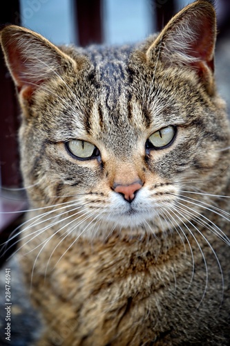 portrait of cat © emkphoto