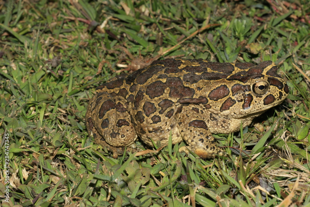 Fototapeta premium crapaud de mauretanie bufo mauritanicus au maroc