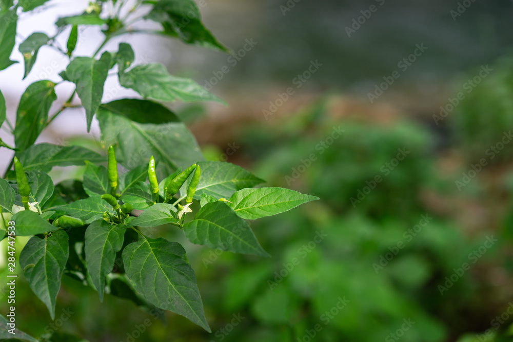 Green chili peppers on the tree in the garden Green chili peppers on the tree in the garden