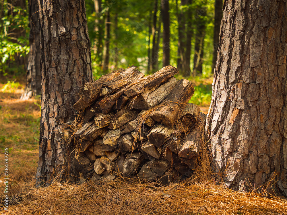 Fototapeta premium Firewood pile in forest. Split wood logs stacked between pine trees in rustic outdoor camping area.