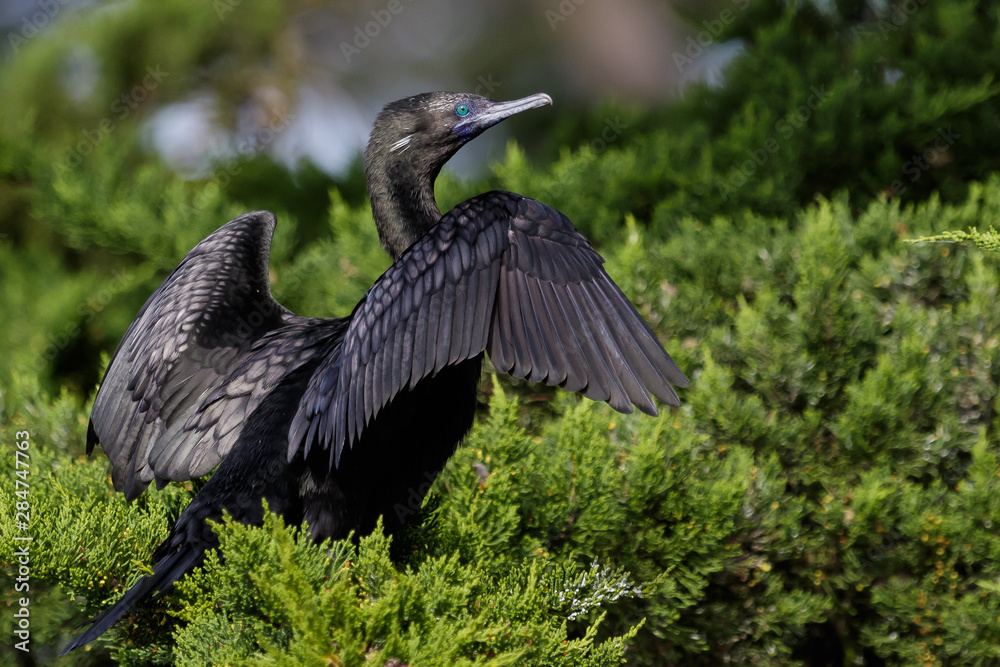 Naklejka premium Little Black Shag Cormorant in Australasia