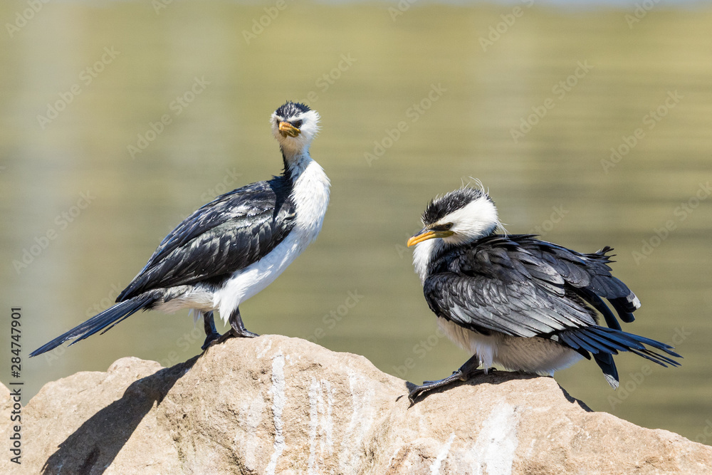 Fototapeta premium Little Shag Cormorant in Australasia