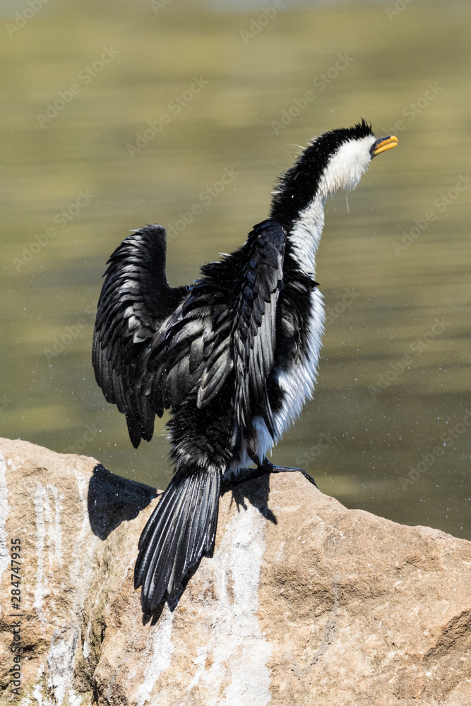 Obraz premium Little Shag Cormorant in Australasia