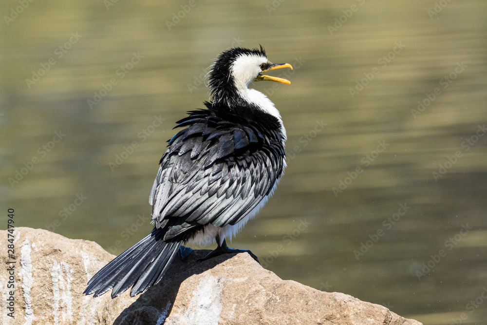 Obraz premium Little Shag Cormorant in Australasia