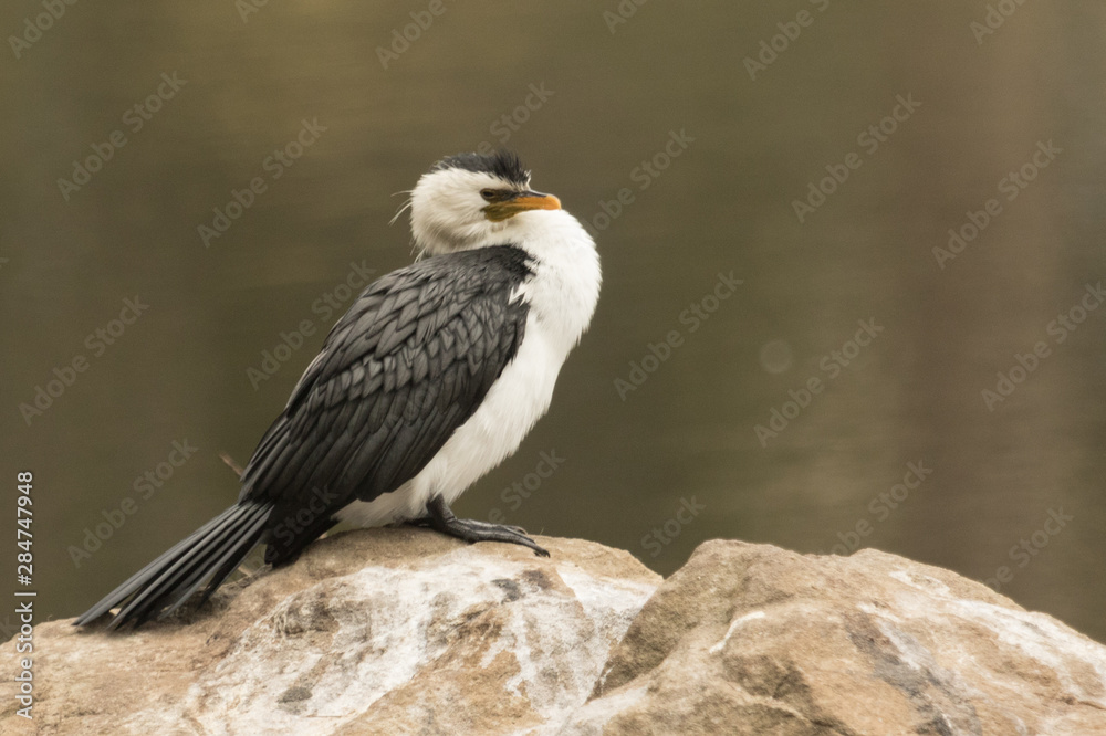 Little Shag Cormorant in Australasia Little Shag Cormorant in Australasia