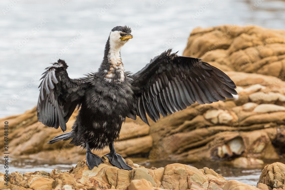 Fototapeta premium Little Shag Cormorant in Australasia