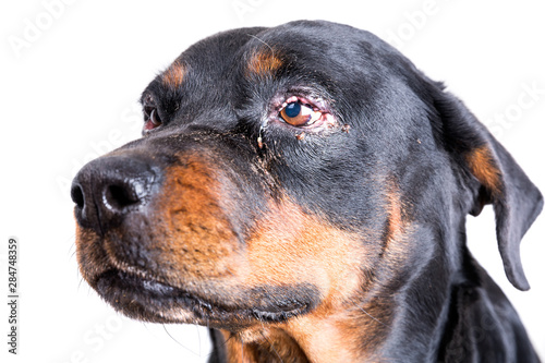 Red puffy inflamed dog's eyes with an infection