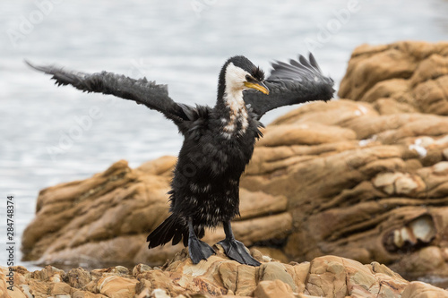 Little Shag Cormorant in Australasia