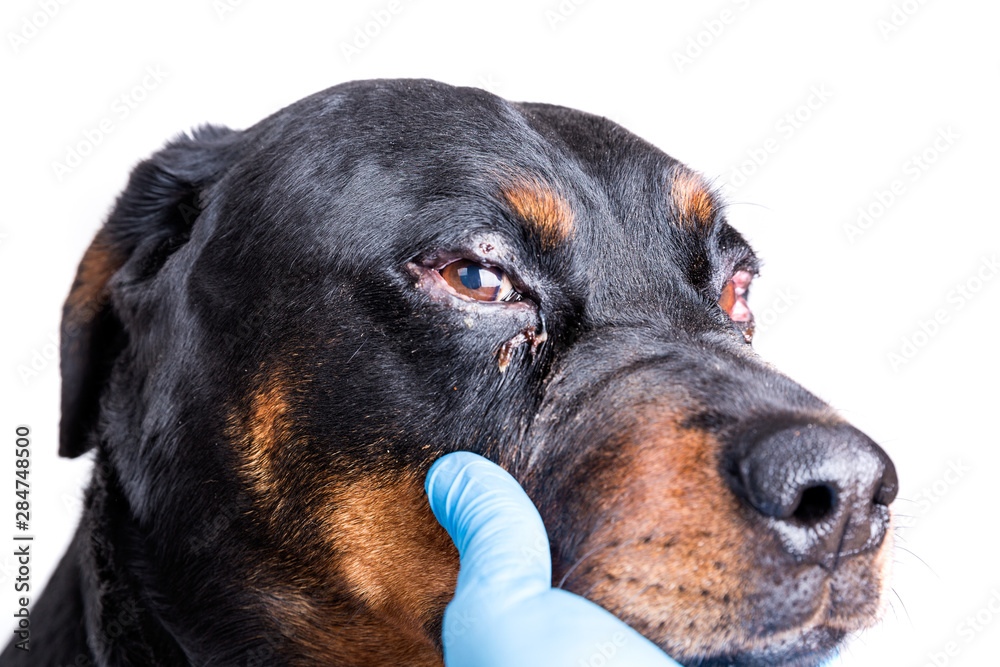 Red puffy inflamed dog's eyes with an infection Red puffy inflamed dog's eyes with an infection