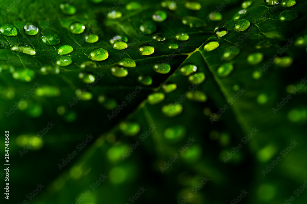 Drops of transparent rain water on a green leaf macro shot.