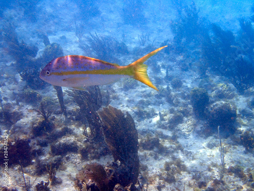 An underwater photo of a Yellowtail Snapper swimming among the rock and coral reefs.