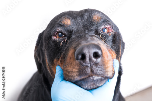 Red puffy inflamed dog's eyes with an infection photo