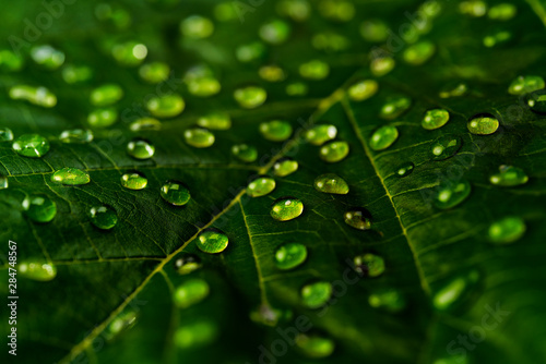water drops on green leaf macro shot, selective focus.