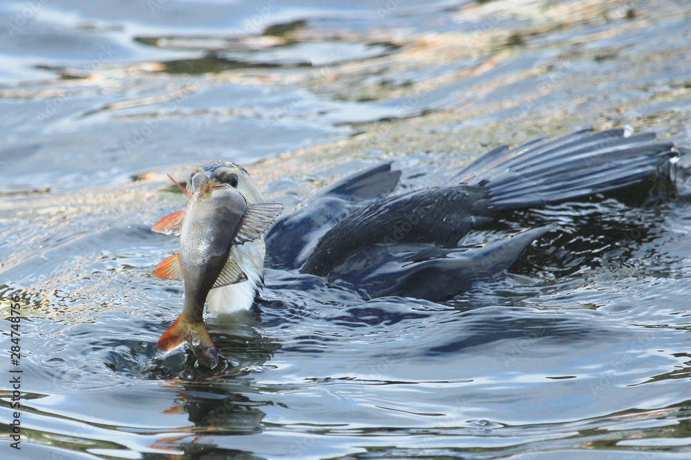 Obraz premium Little Shag Cormorant in Australasia