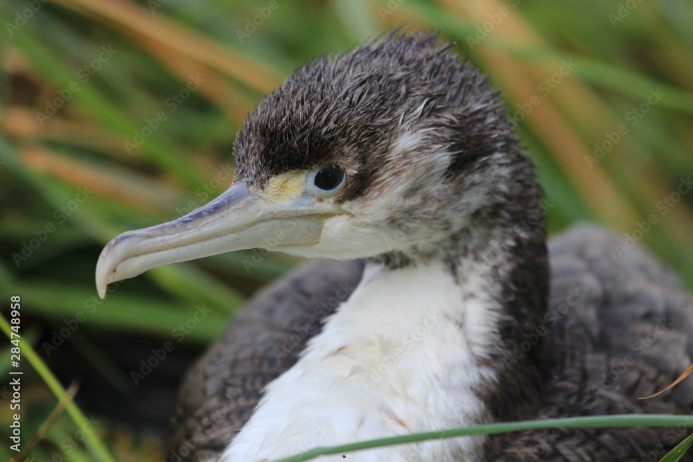 Fototapeta premium Pied Shag Cormorant in Australasia