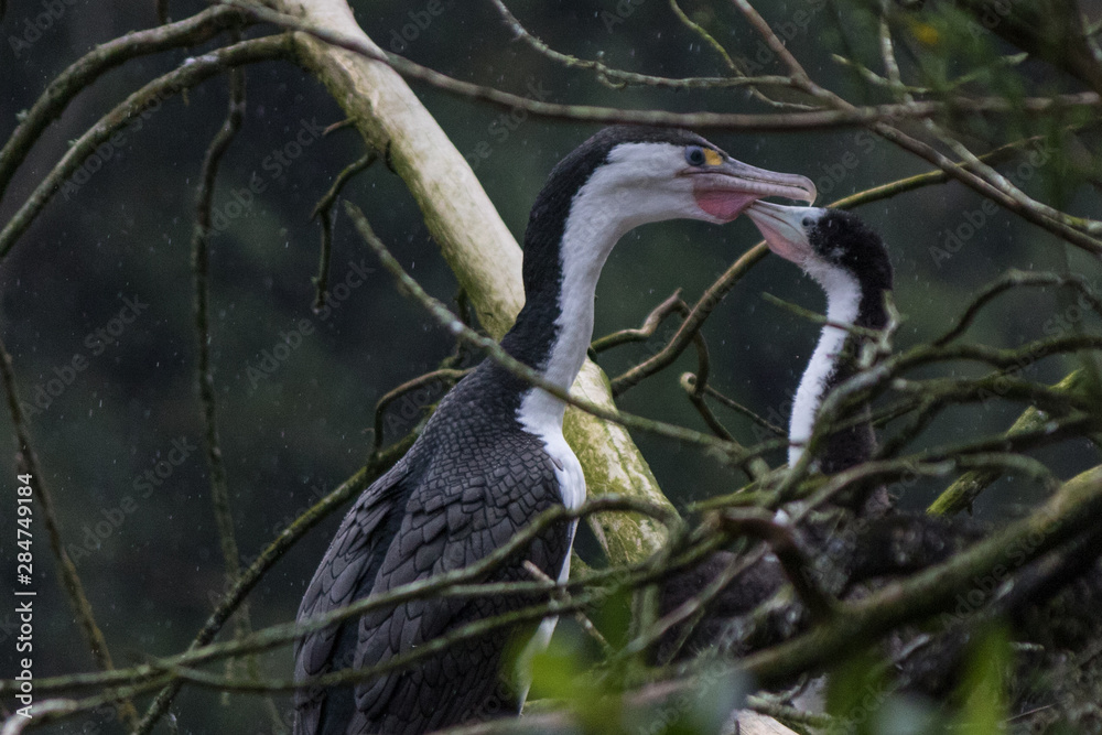 Fototapeta premium Pied Shag Cormorant in Australasia