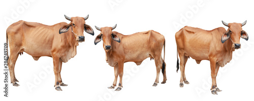 Cows isolated on a white background. / clipping path.