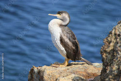 Spotted Shag Endemic to New Zealand