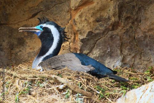 Spotted Shag Endemic to New Zealand photo