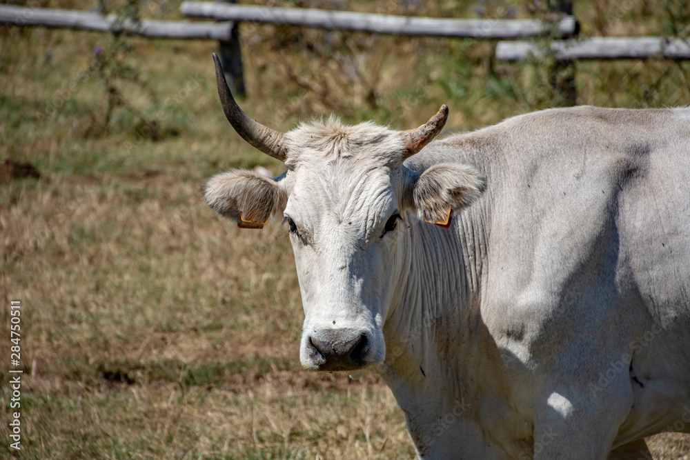 view grazing cows