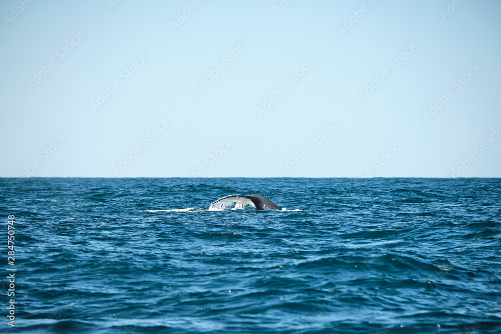 Fototapeta premium Large humpback whale splashing and slapping tail during whale season Australia