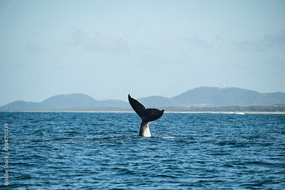 Fototapeta premium Large humpback whale splashing and slapping tail during whale season Australia