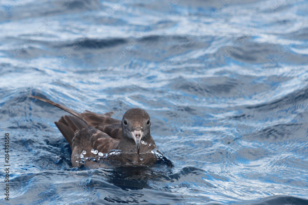 Fototapeta premium Flesh Footed Shearwater in Australasia