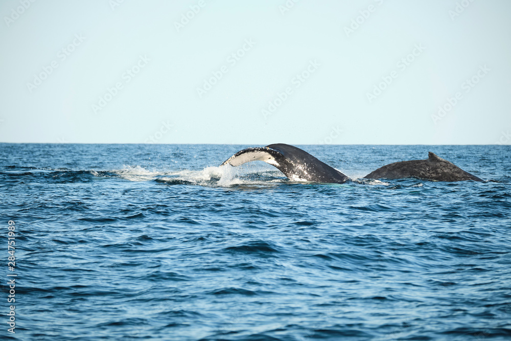 Obraz premium Large humpback whale splashing and slapping tail during whale season Australia