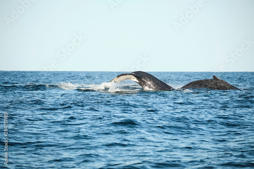 Large humpback whale splashing and slapping tail during whale season Australia © Orion Media Group