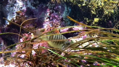 4K HD video of a zebra perch eating from seaweed. This species is actually a member of the sea chub family which includes the opal eye and half moon, sometimes called the Catalina perch.  photo