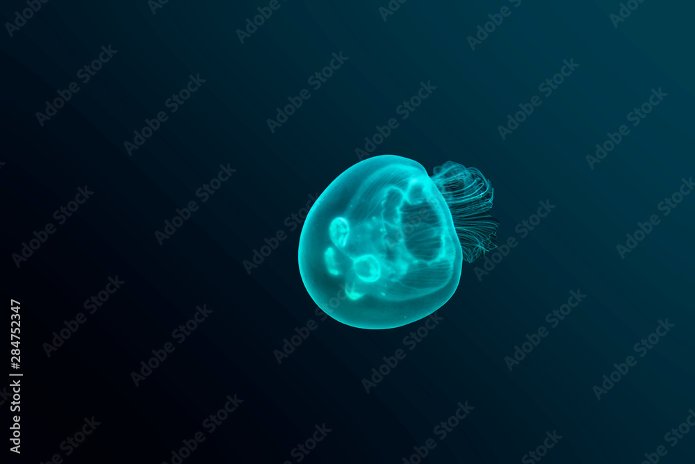colored jellyfish colored jellyfish