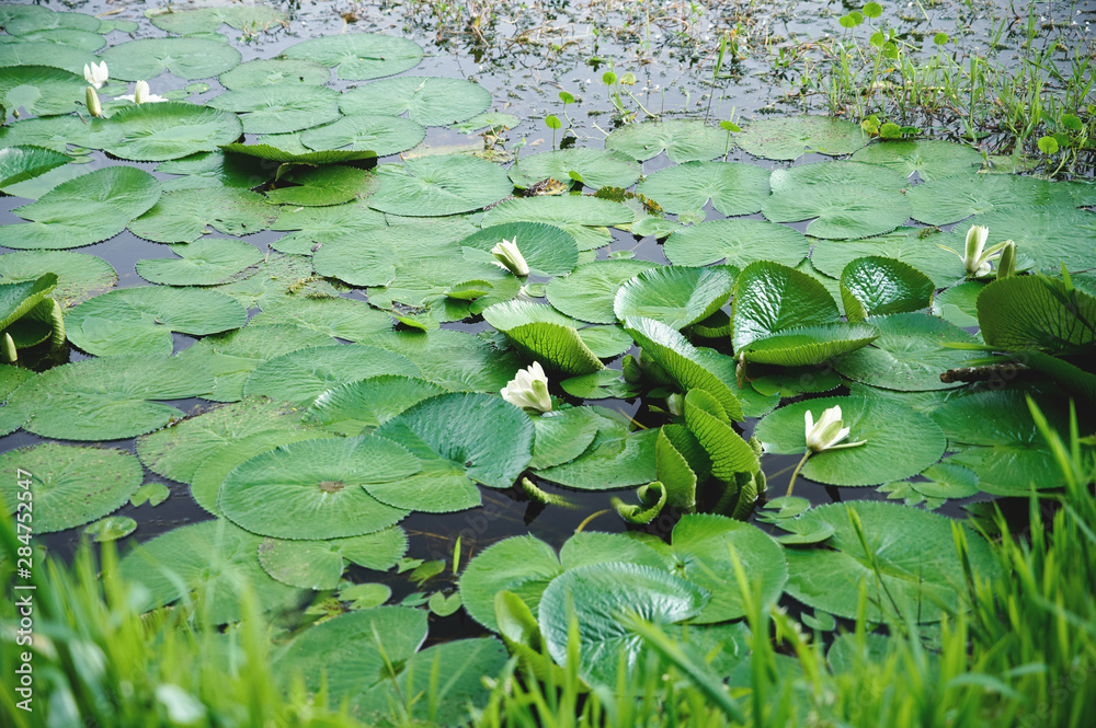 Green lotus leaf on swamp