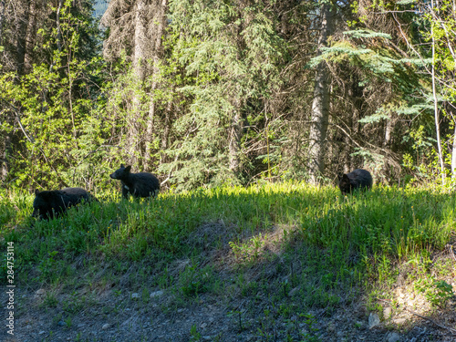 Cassiar Bear photo