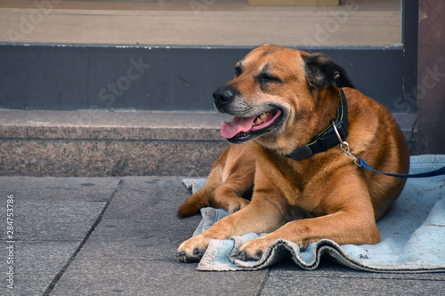 brown hound dog laying on blue blanket on German city sidewalk