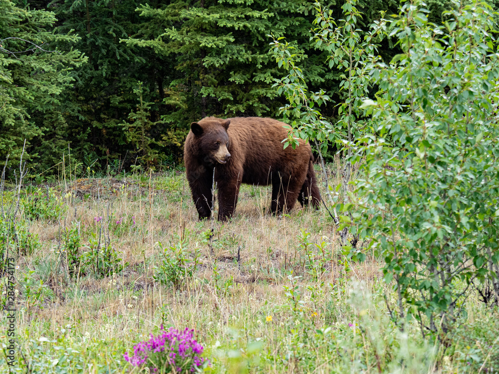 Bears Bears