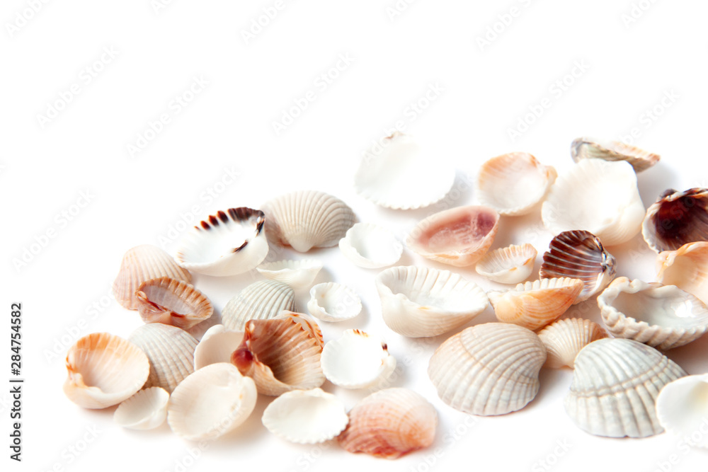 Beautiful small and colorful sea shells isolated on white background with copy space